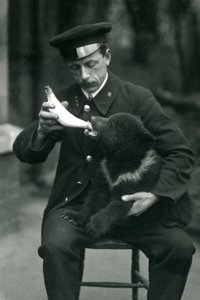A Brown Bear cub being bottle fed by keeper, Leslie Martin Flewin, at London Zoo in May 1914 by Frederick William Bond